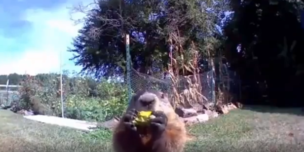 출처 : Reddit / 보안 카메라 앞에서 농작물을 먹고있는 마멋