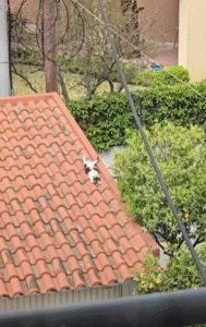 “햇살이 이불처럼 느껴질 때” – 기와지붕 위에서 일광욕 즐기는 고양이의 평온한 오후