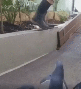 “내 사람이 왔어!” – 가장 좋아하는 사람을 보자 폭풍 리액션을 보이는 펭귄의 감정 폭발