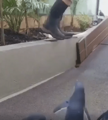 출처 : Reddit / 사육사가 반가운지 달려가서 안기는 펭귄