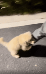 “집에 안 갈래요” – 주인의 발에 매달려 산책을 애원하는 강아지의 절실한 마음