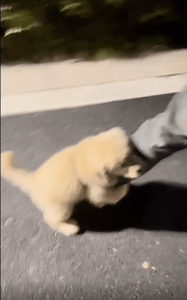 출처 : Reddit / 주인의 다리에 메달린 강아지