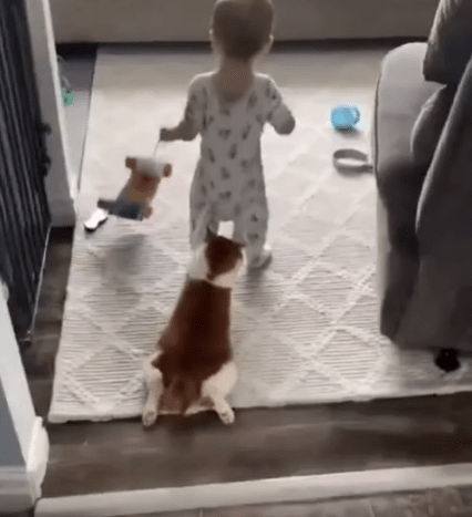 출처 : Reddit / 아기의 바지를 붙잡고 끌려다니고 있는 고양이