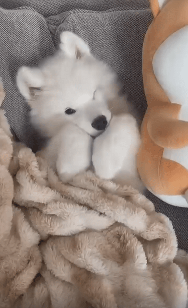 출처 : Reddit / 하얀 강아지가 이불을 덮은채 졸린듯 앞발로 눈을 비빈다