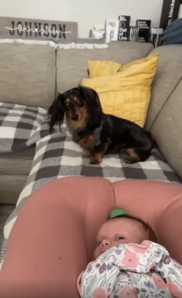 출처 : Reddit / 닥스훈트가 아기 머리맡에 공을 놓아둔다