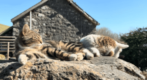 “말은 없지만 마음은 닮은 둘” – 고양이와 어린 양이 함께 보내는 햇살 가득한 휴식 시간