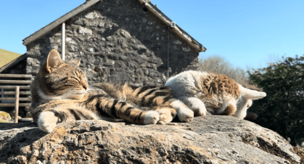 출처 : Reddit / 고양이와 양이 돌위에서 휴식을 취하고 있다