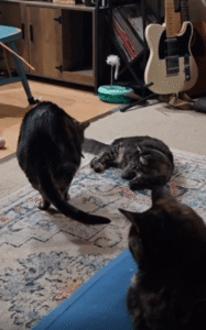 평화롭게 쉬던 고양이를 향한 강아지의 발차기 급습 사건