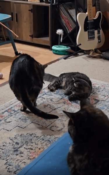 출처 : Reddit / 편하게 누워있는 고양이