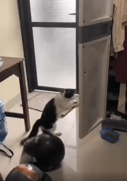출처 : Reddit / 고양이가 두발로 서서 문을 향해 섀도우 복싱 중이다