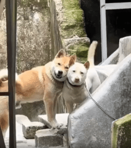 얼굴을 맞댄 채 꼬리 흔드는 단짝 강아지들의 완벽한 한 컷