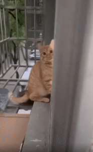 창문 너머 주인과 숨바꼭질하는 고양이의 귀여운 눈치 게임