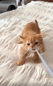 끈 하나에 온몸을 맡긴 새끼 고양이의 진심 놀이터