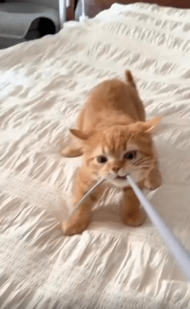 출처 : Reddit / 침대위의 고양이가 끈을 문채 당기고 있다