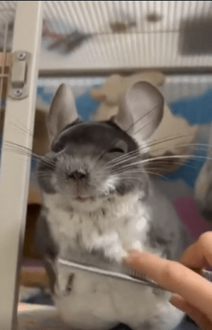 출처 : Reddit / 친칠라에게 빗질을 해주고 있다