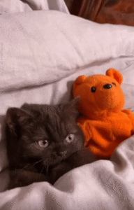 이불 속에서 곰인형과 누운 채 눈 반짝이는 고양이의 따뜻한 하루