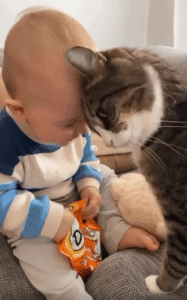 이마를 맞댄 아기와 고양이의 순수한 교감의 시작