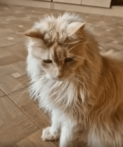 하이파이브인 줄 알았더니 발 닦기였던 고양이의 반전 행동