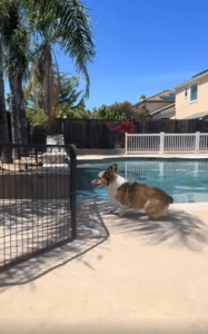 작은 철제 울타리를 점프해 넘는 웰시코기의 탄력 본능