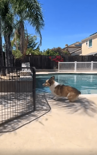 출처 : Reddit / 철제 울타리를 웰시코기가 뛰어 넘고 있다