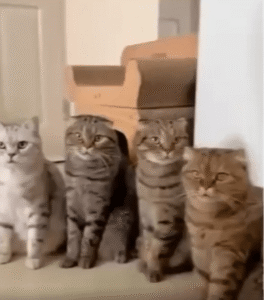 고양이들과 악수하던 중 한 마리가 보여준 첫눈에 반한 표정