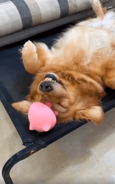 출처 : Reddit / 강아지가 누워서 머리 마사지를 받고 있다