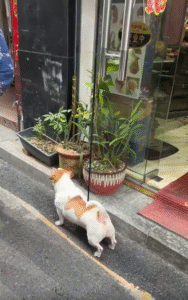 유리문 틈에 몸을 끼워 ‘셀프 등긁기’에 성공한 강아지의 창의적 해결법