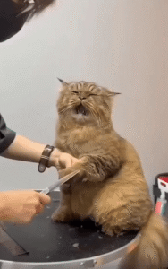 털 정리 중 눈 질끈 감은 고양이의 내면 폭풍