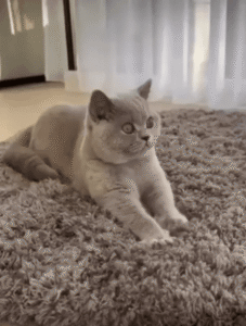 포근한 매트 위에서 꾹꾹이에 몰입한 회색 고양이의 평온한 시간