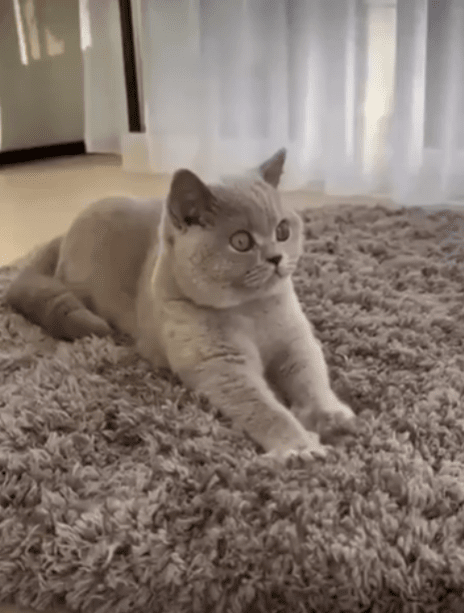 출처 : Reddit / 매트위에서 고양이가 꾹꾹이를 하고있다.