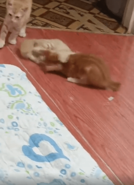 출처 : Reddit / 두 마리의 새끼 고양이가 장난을 치고있다