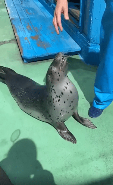 출처 : Reddit / 사람이 물벌을 손가락으로 누르자 거기에 맞춰 반응한다