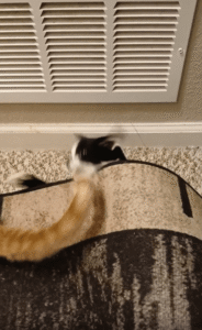 매트 밑에서 타이밍 노리다 결국 꼬리를 낚아챈 고양이