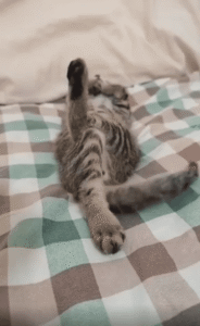 다리까지 꼬고 자는 고양이의 절대 편안함