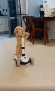 유아용 킥보드를 완벽하게 타는 강아지의 균형 본능