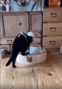 제빵사 복장의 고양이가 보여주는 꾹꾹이 반죽 기술