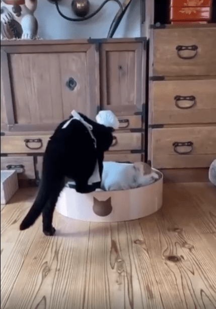 출처 : Reddit / 제빵모자와 앞치마를 두른 검은 고양이가 다른고양이에게 반죽 마냥 꾹꾹이를 하고있다