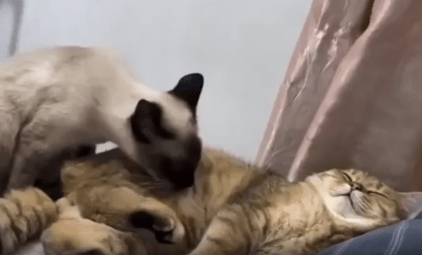 출처 : Reddit / 한 고양이가 다른고양이를 그루밍을 해준다