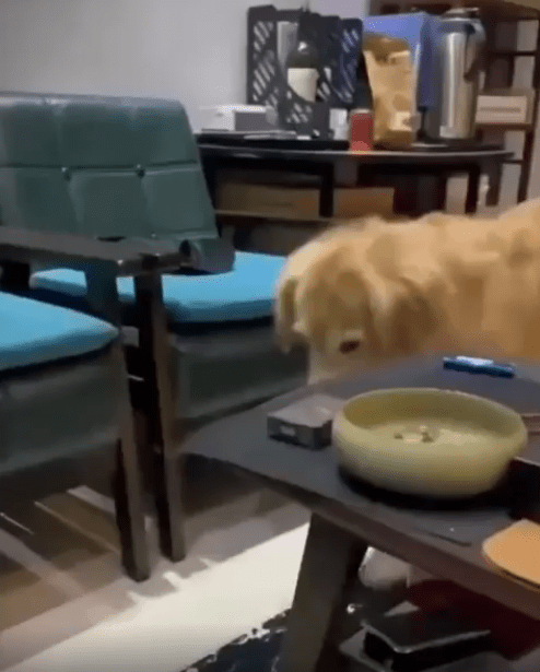 출처 : Reddit / 강아지가 호루라기를 문채 다가와서 호루라기를 분다