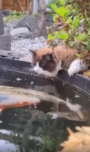 수면 위 붕어와 고양이의 아주 짧고 특별한 첫 만남