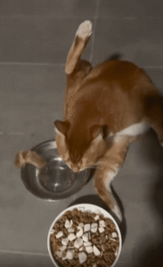 똥꼬 핥기 자세로 물 마시는 고양이의 현실 밀착 루틴