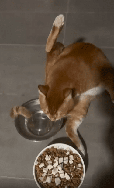 출처 : Reddit / 특이한 자세로 물을 먹고 있는 고양이