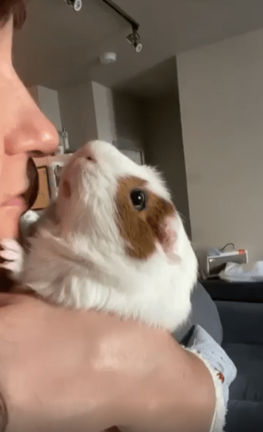 출처 : Reddit / 주인이 기니피그에게 입을 맞추자 기니피그도 주인에게 입을 맞춘다