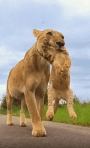 새끼 사자를 목덜미에 물고 아스팔트 위를 조심스럽게 걷는 어미