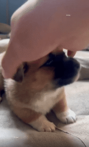 장난치는 주인에게 으르렁으로 맞서는 새끼 강아지의 첫 반항