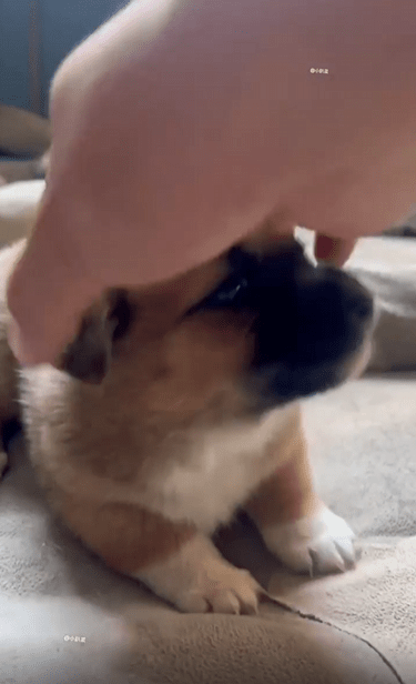 출처 : Reddit / 주인이 새끼강아지를 쓰다듬고 찌를때마다 으르렁 거린다