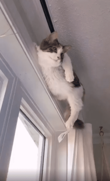 출처 : Reddit / 벽과 커튼봉사이의 틈에 올라가 누워 아래를 쳐다보는 고양이