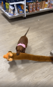 마트에서 자신을 쏙 빼닮은 인형을 데려가는 닥스훈트