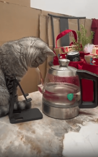 출처 : Reddit / 고양이가 유리 주전자의 입구를 힘차게 빨고있다