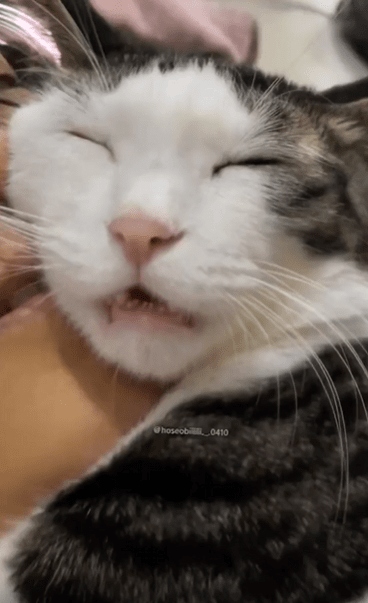 출처 : Reddit / 살짝 입을 벌리고 잠을 자는 고양이